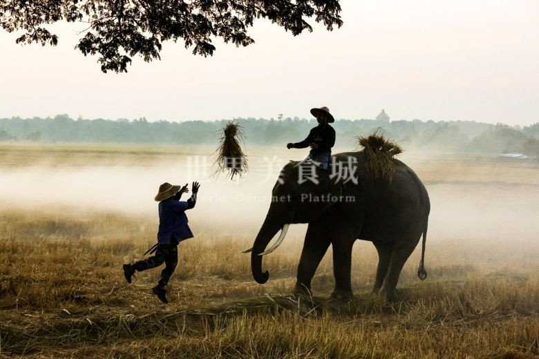 泰国依善地区的农夫抛接稻作，其中一位骑在小象身上